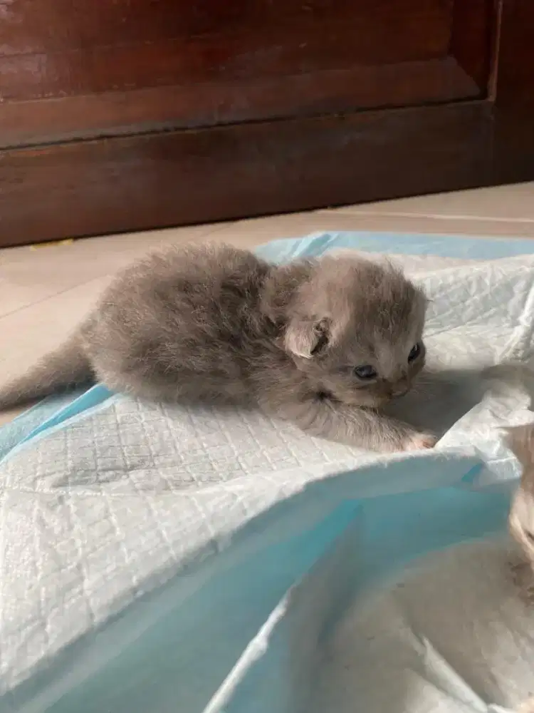 OPEN ADOPT KUCING JENIS PERSIA MEDIUM