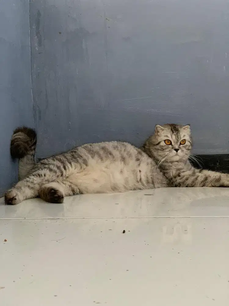 kucing scotish fold silver dewasa