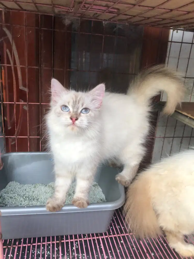 Kucing himalaya betina