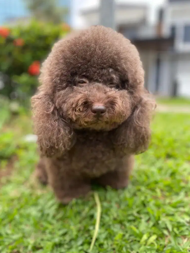 Groomer anjing dan kucing di utamakan bisa styling