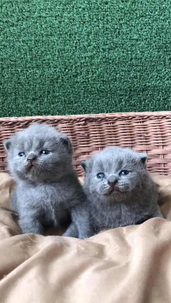 kitten kucing bsh british shortair