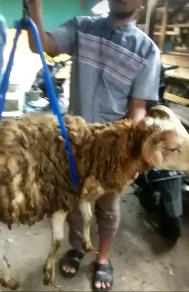 JUAL KAMBING DOMBA QURBAN TIMBANG HIDUP
