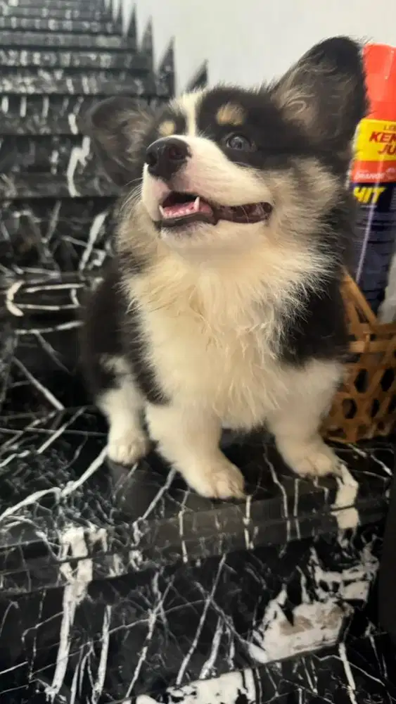 CORGI 2 BULAN LONG HAIR