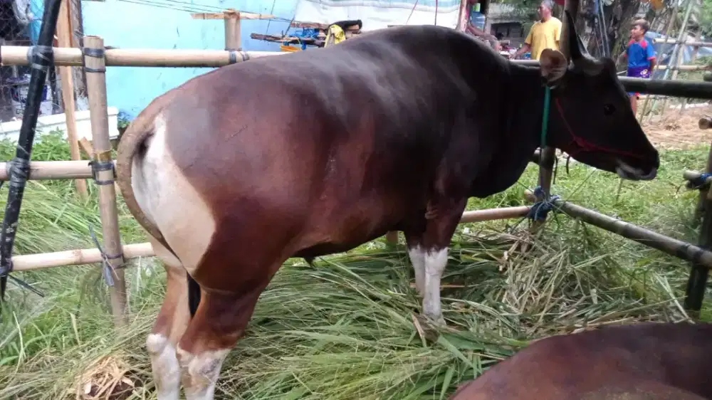 Hewan Qurban Sesuai Syari'at Sehat Bersetifikat Harga Bersahabat