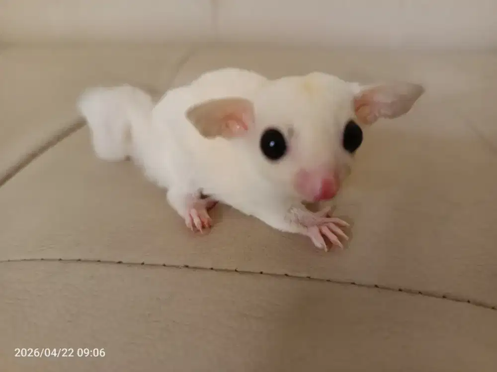Sugar Glider Joey Leucistic Betina