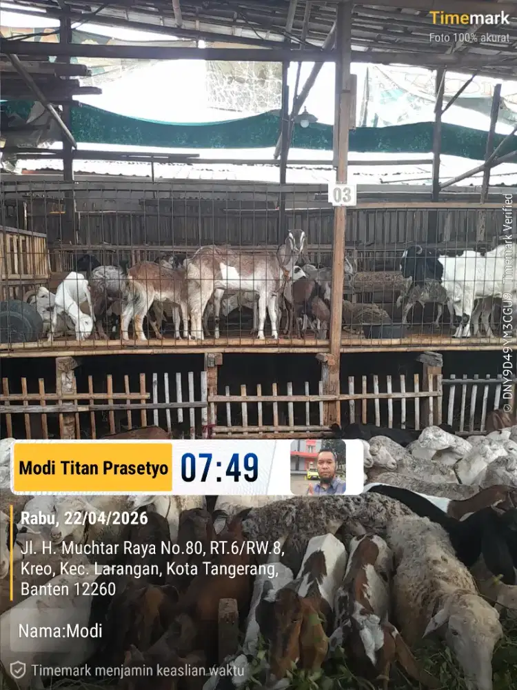 JUAL KARKAS DAGING KAMBING DOMBA FRESH