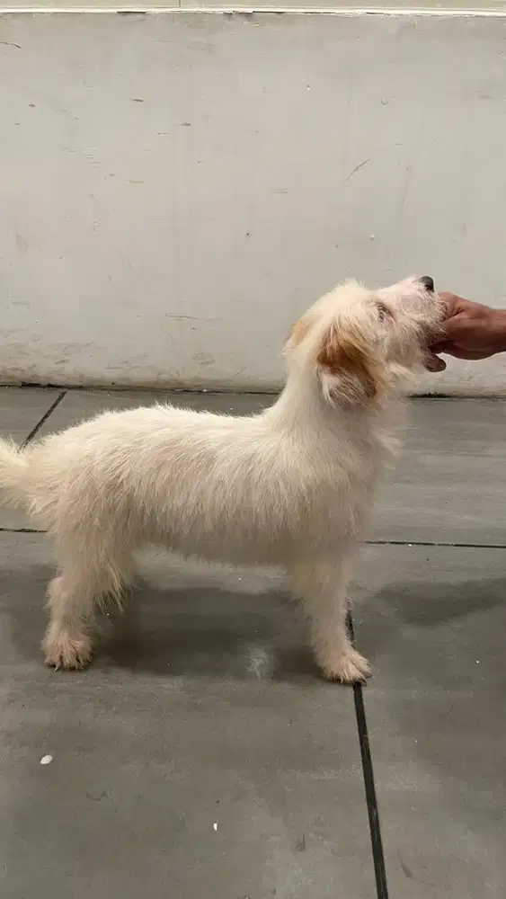 Jual anjing jackrussel