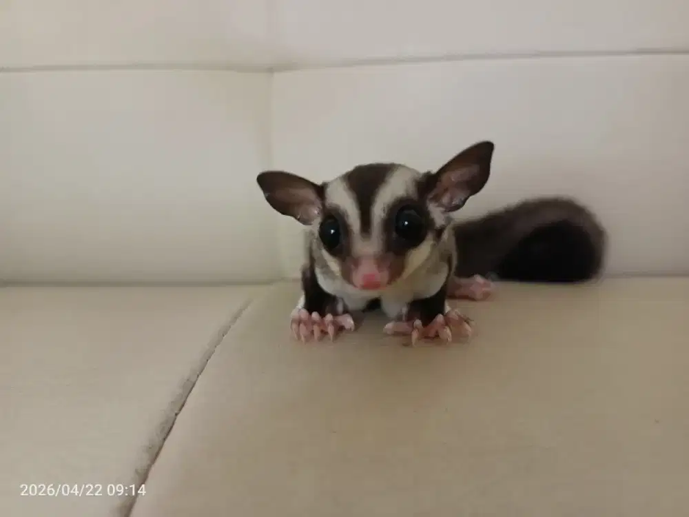 Sugar Glider Joey Jantan Grey
