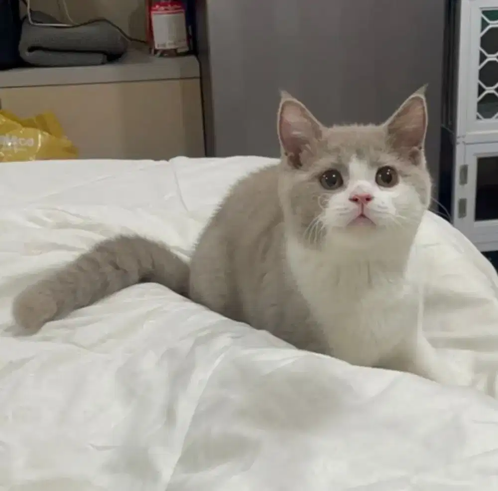 BSH British Shorthair Bicolor Lilac Jantan