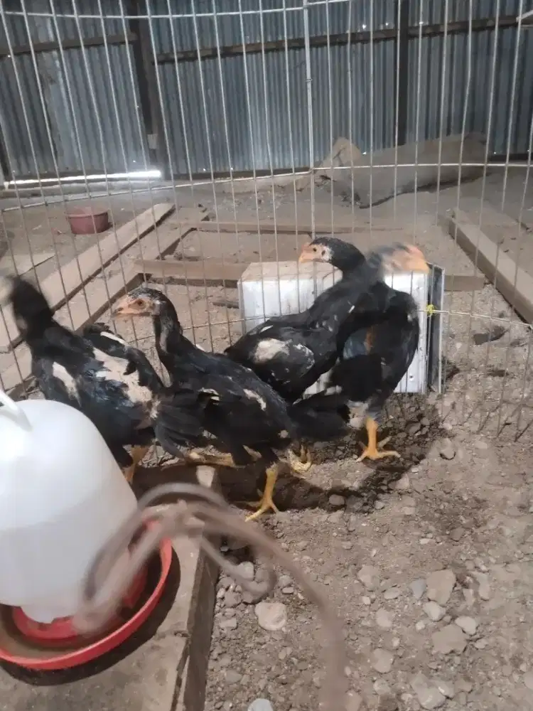 Ayam Pakoi BL Black Rose