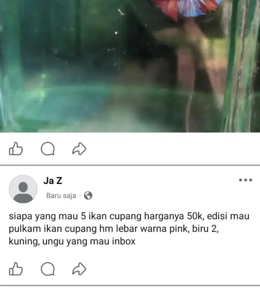 ikan cupang 5 ekor edisi pulkam