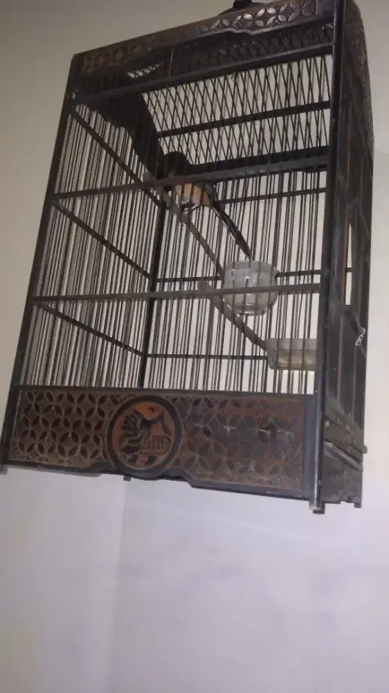 Murai medan betina gacor jinak fulset BU