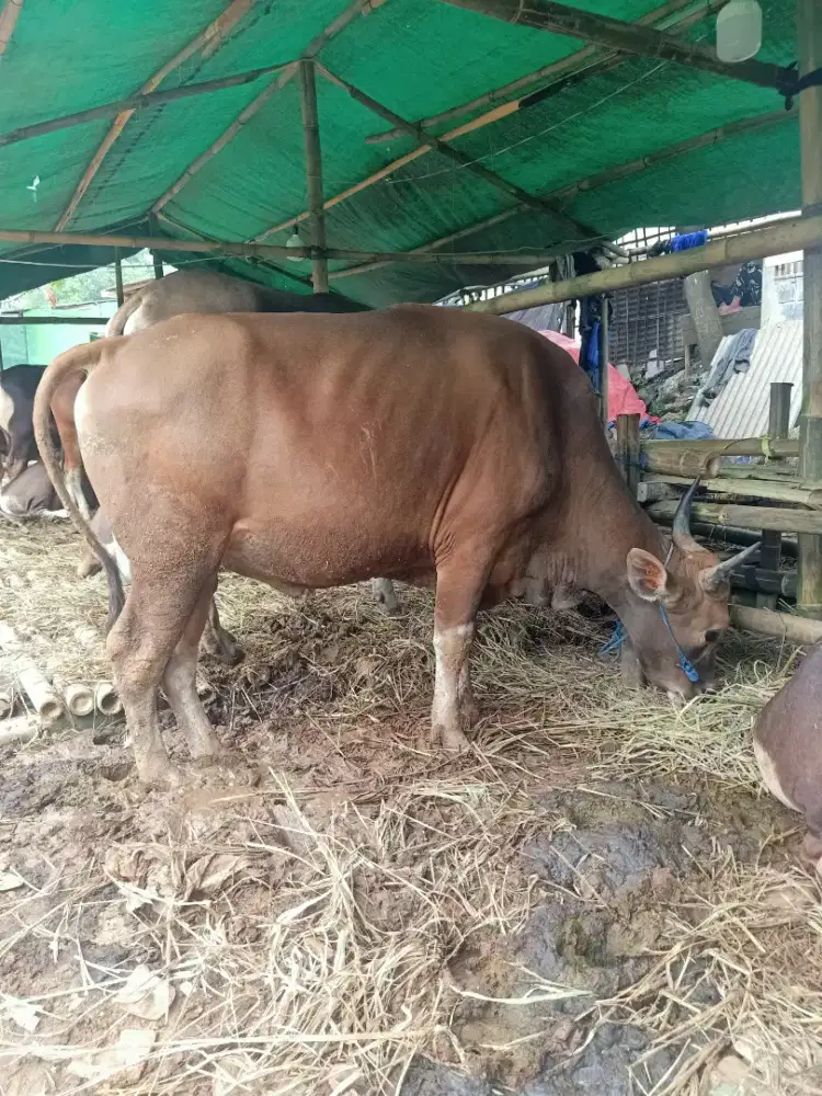 Sapi kurban siap antar se-jabodetabek