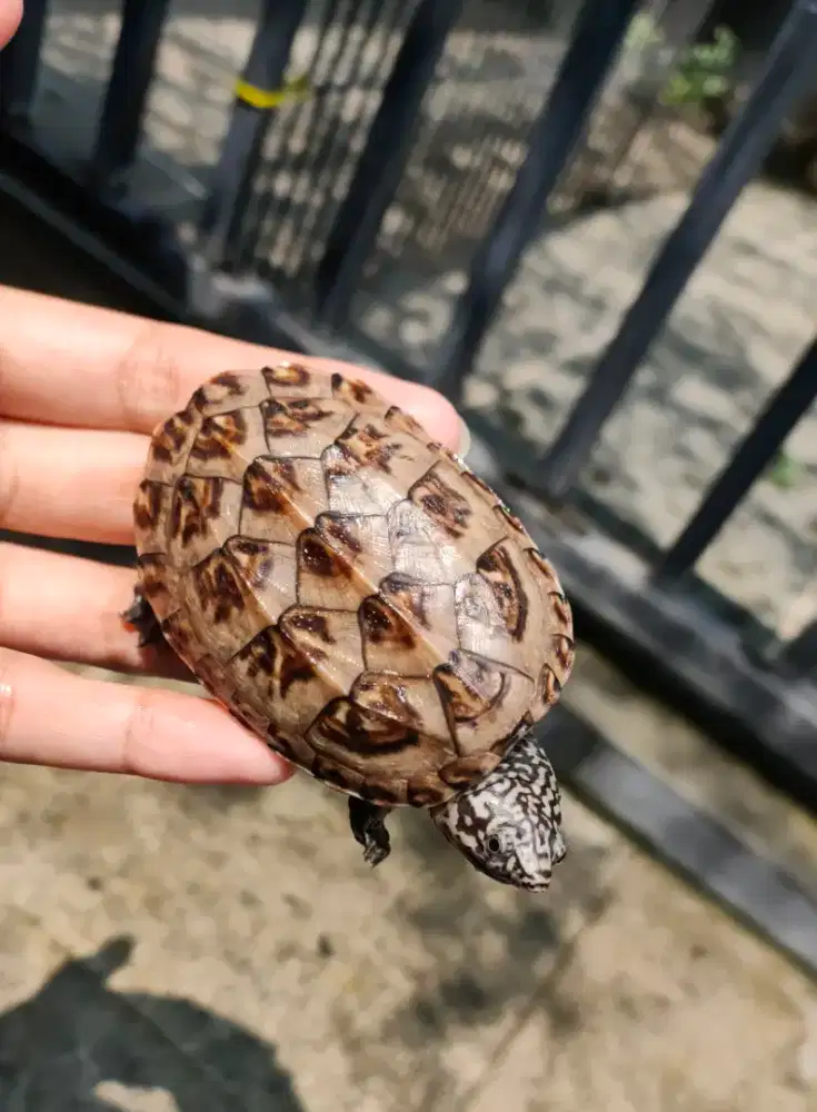 MGM Mexican Giant Musk Turtle 6,5cm