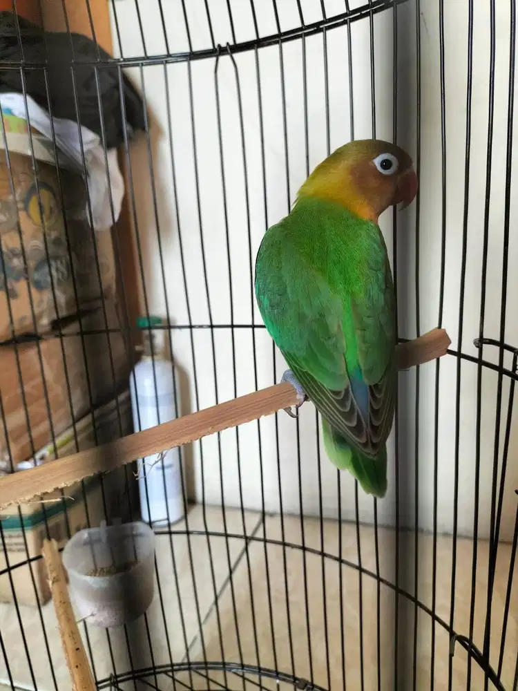Lovebird muda sehat