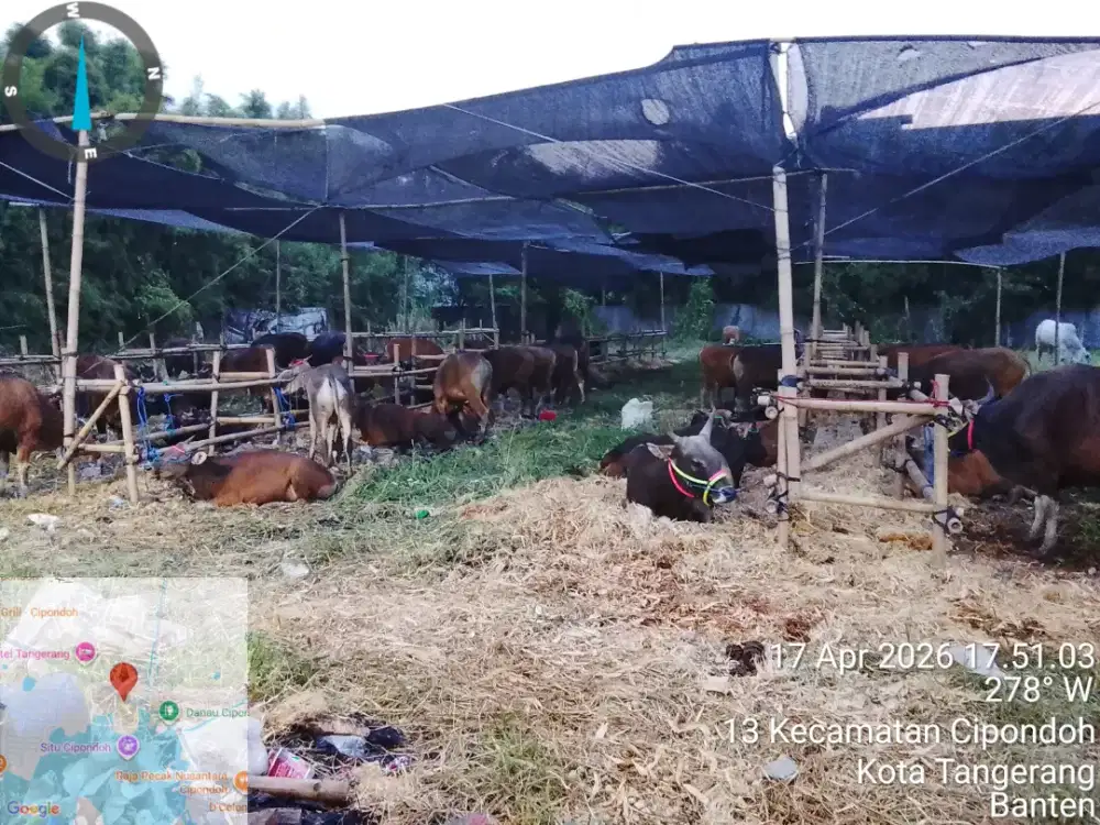 Hewan kurban sapi dari bima