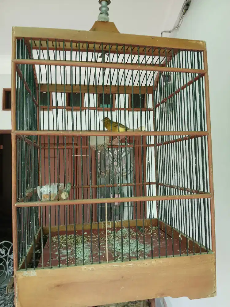 Kenari bon remaja rajin