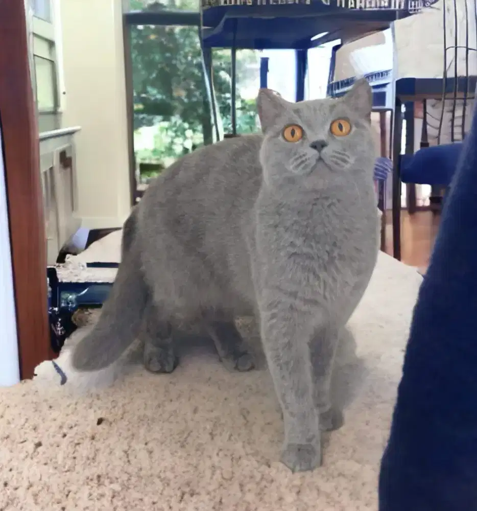 British Short Hair Female (Betina) Proven