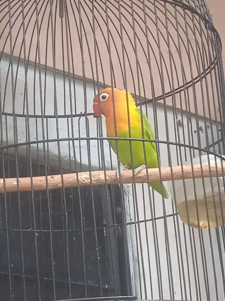 Dijual aja Lovebird paskun betina gacor no minus