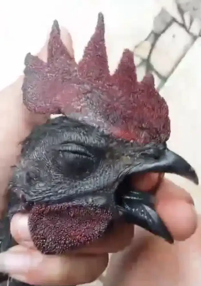 Jantan cemani LH eksotis