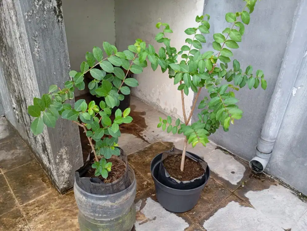 TANAMAN BUNGA SAKURA WARNA MERAH DAN PUTIH