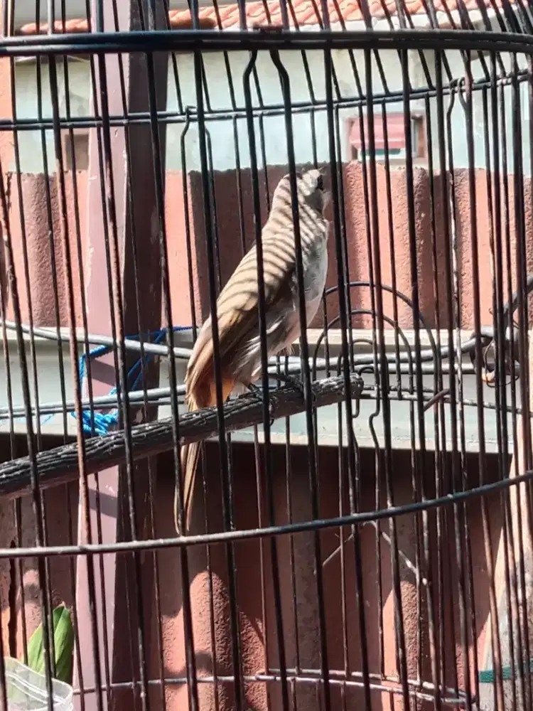 Burung trucukan jabar