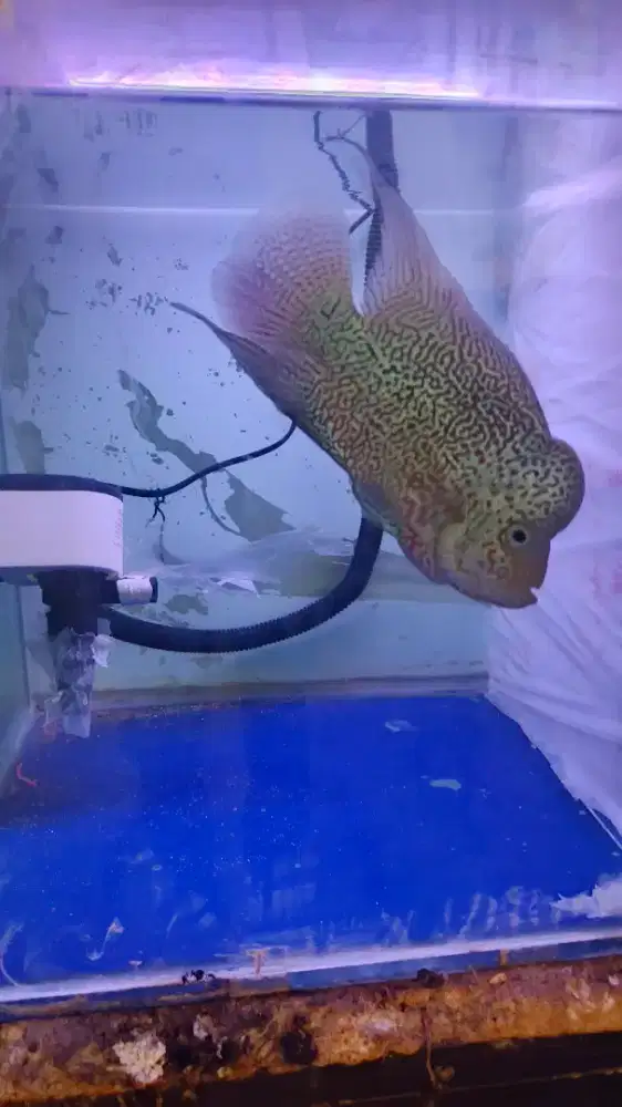 Louhan kanva dan louhan cencu