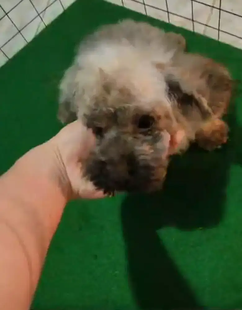Poodle betina warna sable