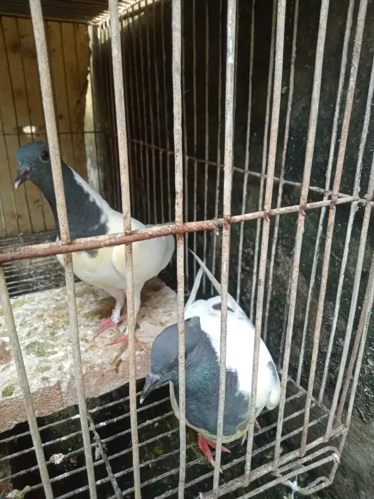 Burung dara merpati songkop