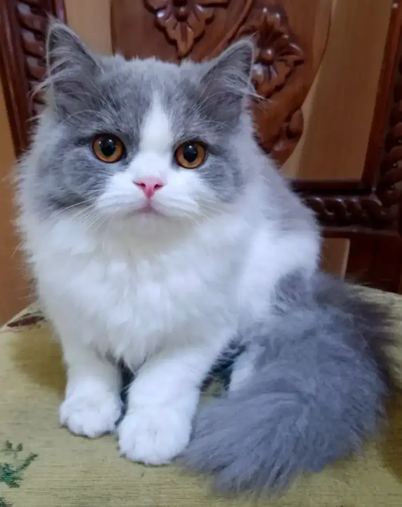 British longhair betina