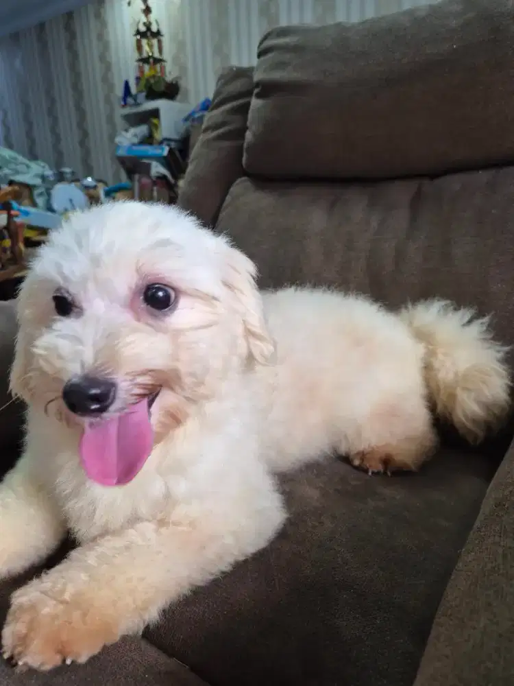 Dijual anjing poodle betina putih
