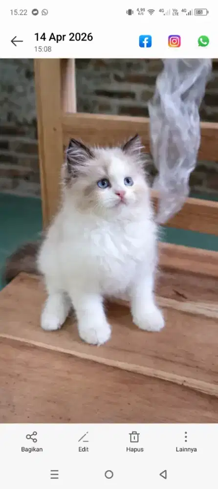 Ragdoll jantan real pure