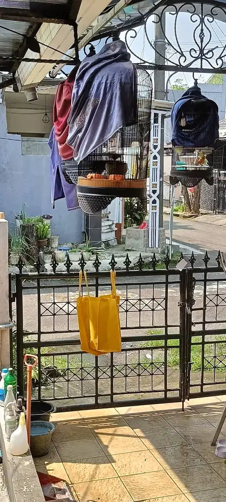 Jual borongan kenari,Robin,branjangan purwokerto jual maksimal sore in