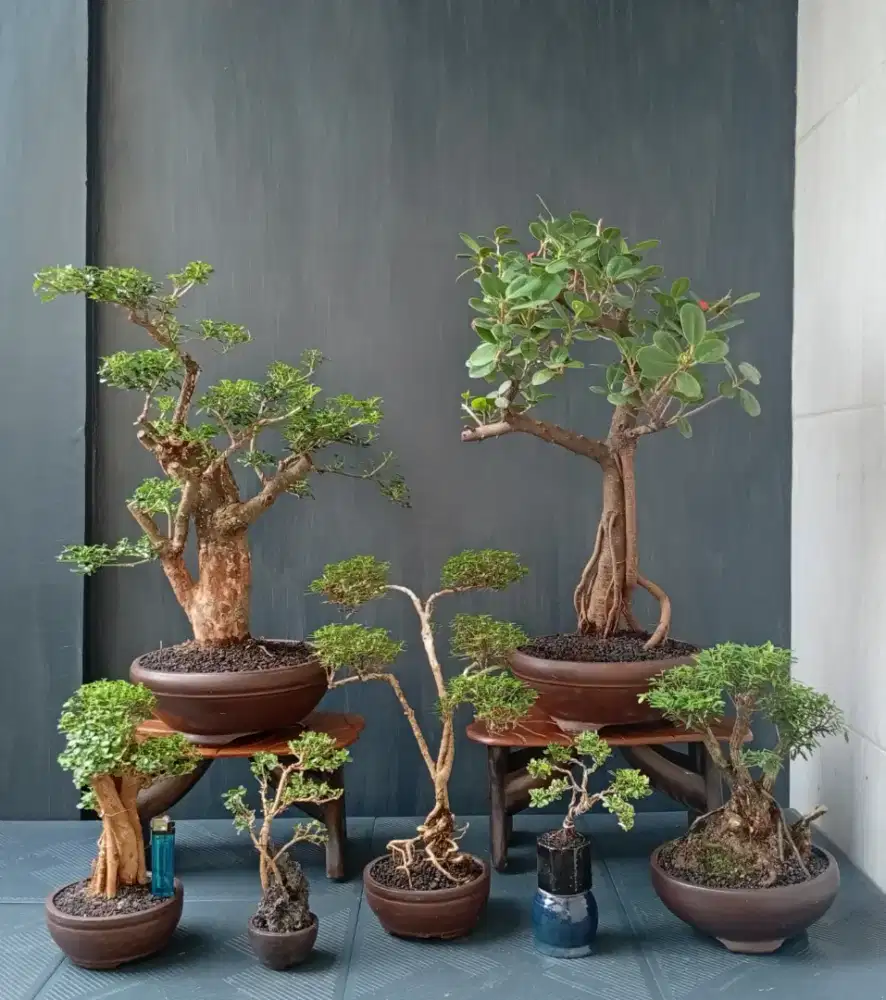 Bonsai hias cantik ada 7 pot