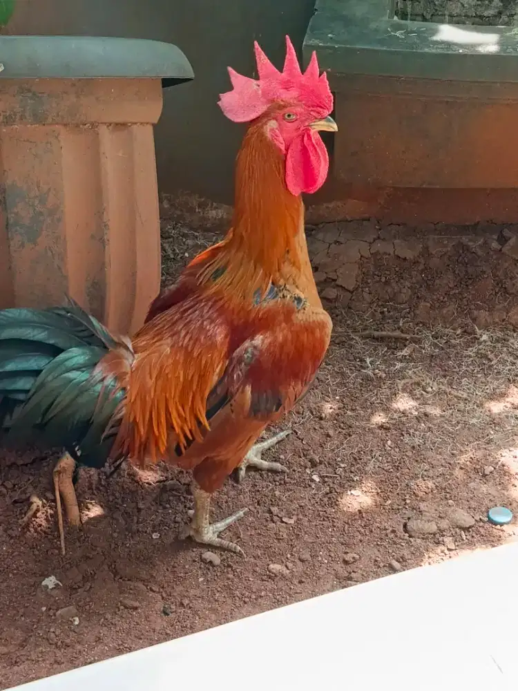 Ayam pelung asli cianjur jumbo