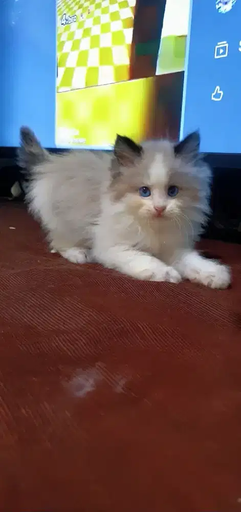 Kitten Ragdoll BiColour Simetris