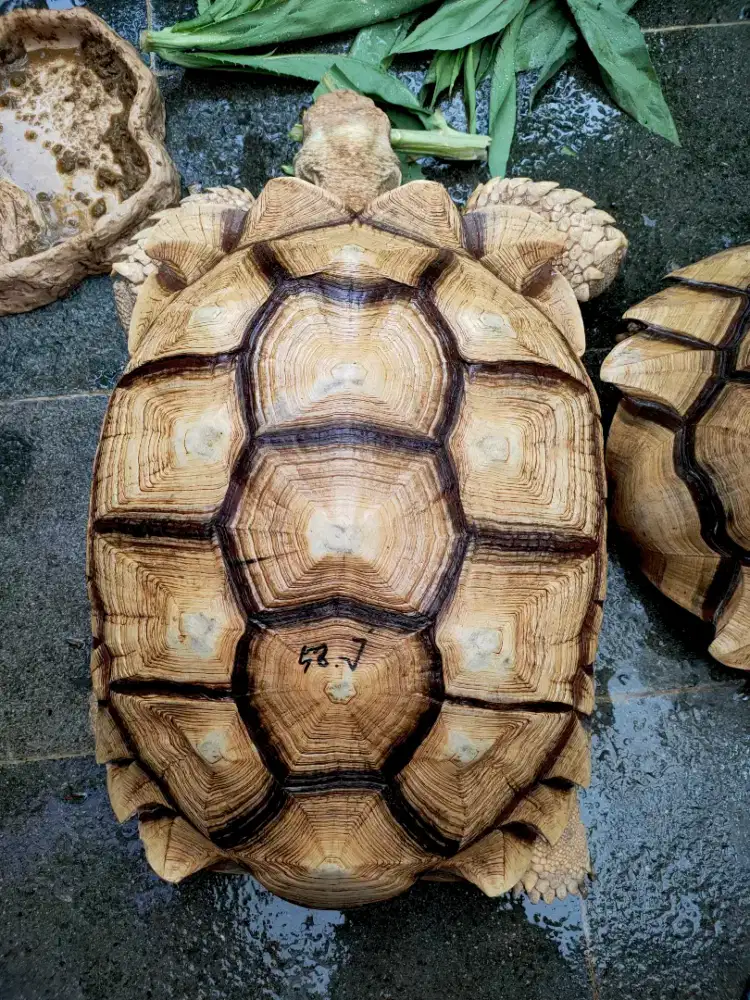sulcata 56cm jantan cerah