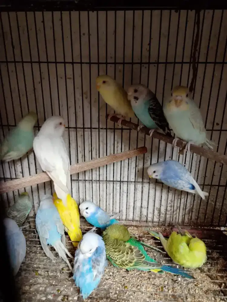 Burung Parkit Cantik