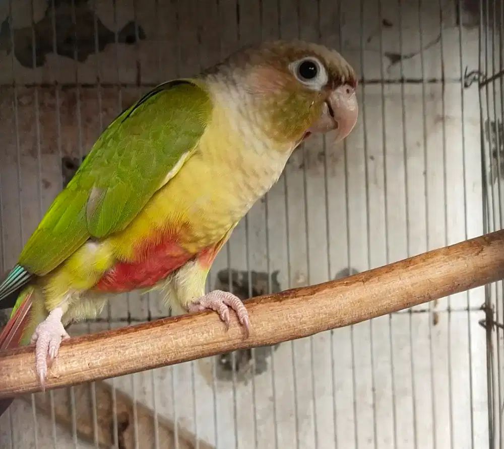 Cinamon conure sun connure falk