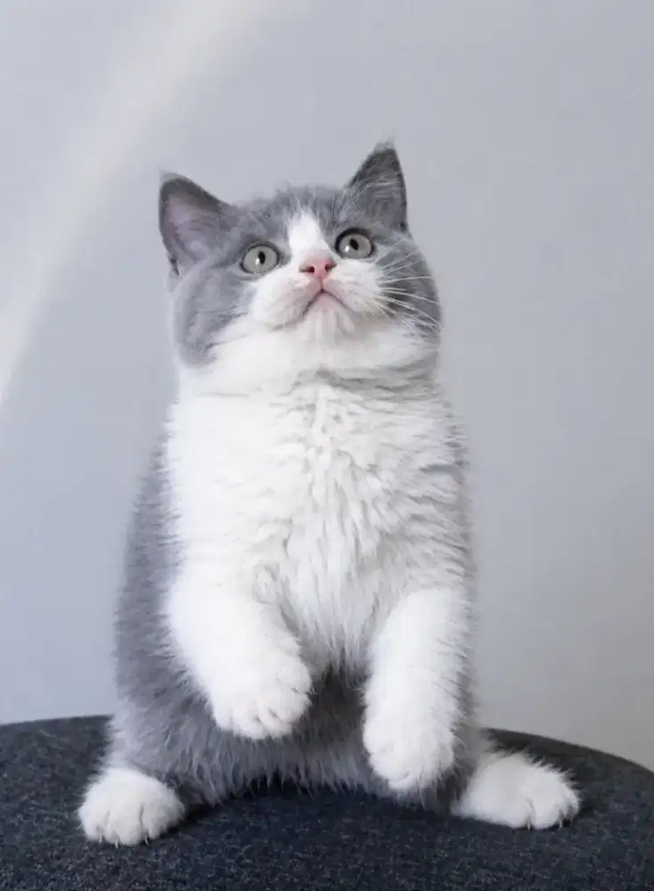 British shorthair betina