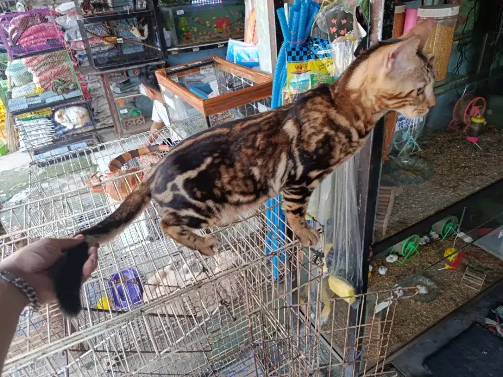 Kucing kucing sawangan ,depok