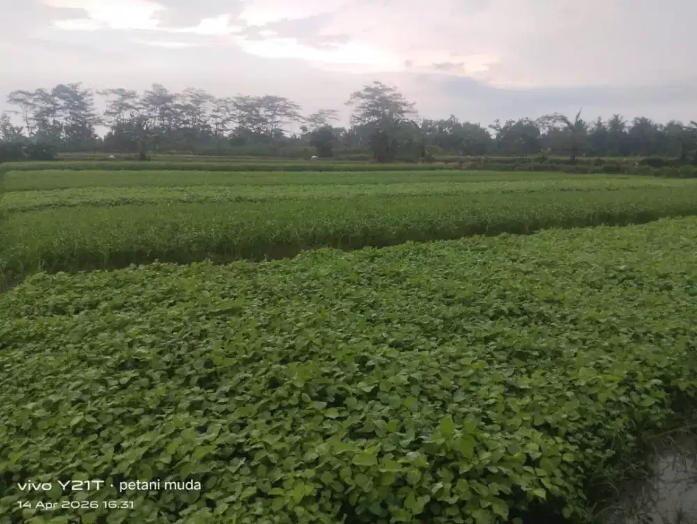 Jual bayem dan kangkung