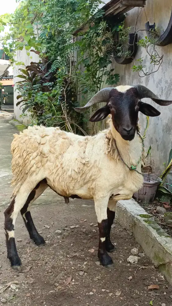 Domba Murah Berkualitas