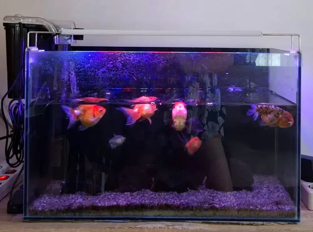 Aquarium full set dan ikannya