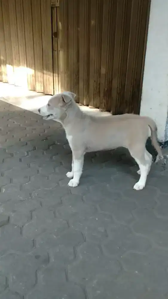 Anjing betina umur 4 bulan campuran Labrador dan kampung