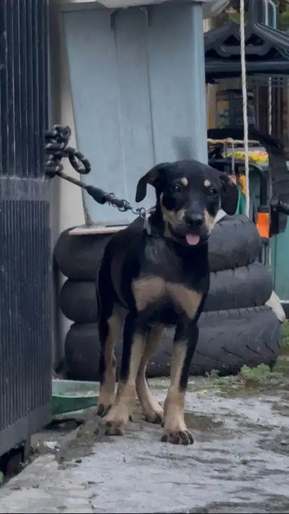 pitbull betina 4 bulan