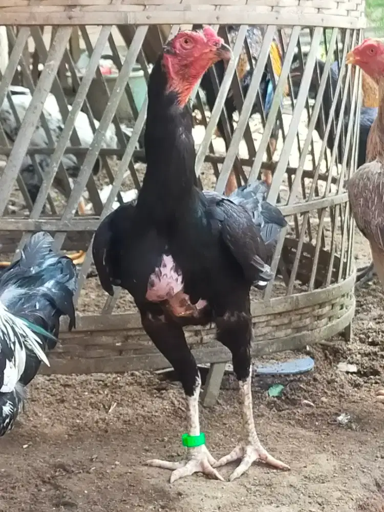 INDUKAN AYAM PAKHOY