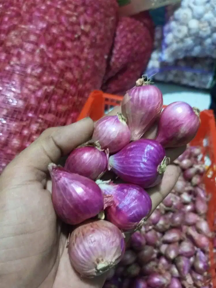 Bawang Merah Brebes ukuran Super Gede, dijamin Keringg dan Bersih