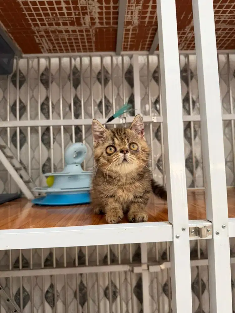 KITTEN BSH MUNCHKIN JANTAN MOTIF TABBY/ MARBLE