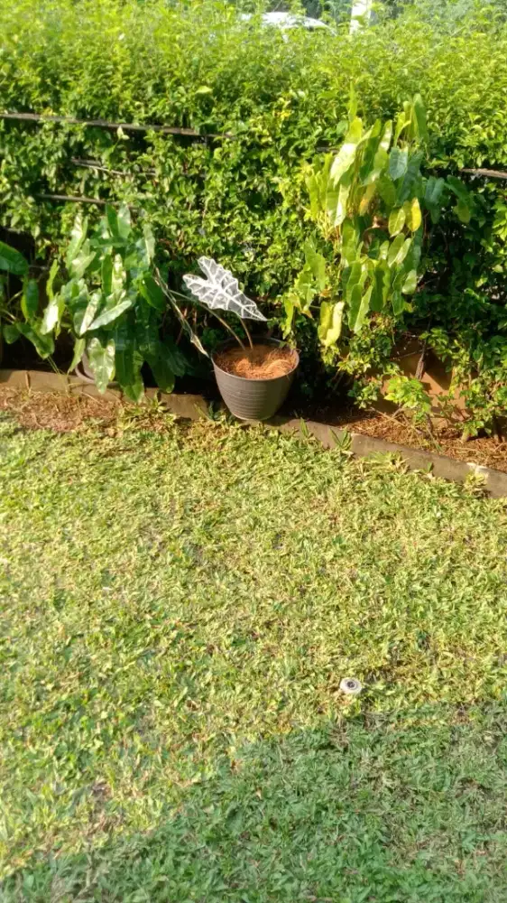 OB / Cleaning Service